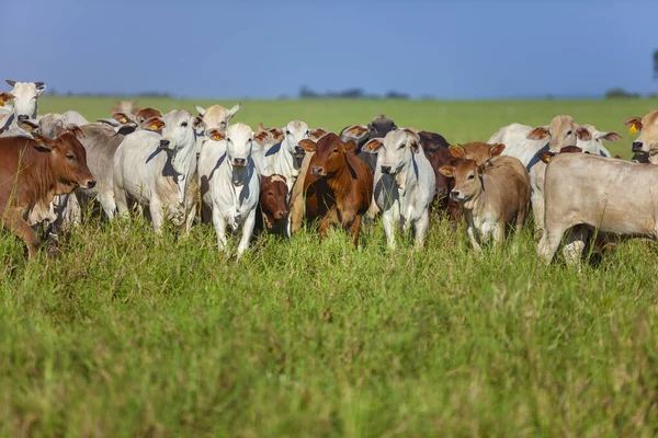 Herde Von Nellore Kühen Mit Ihren Bonsmara Kälbern — Stockfoto