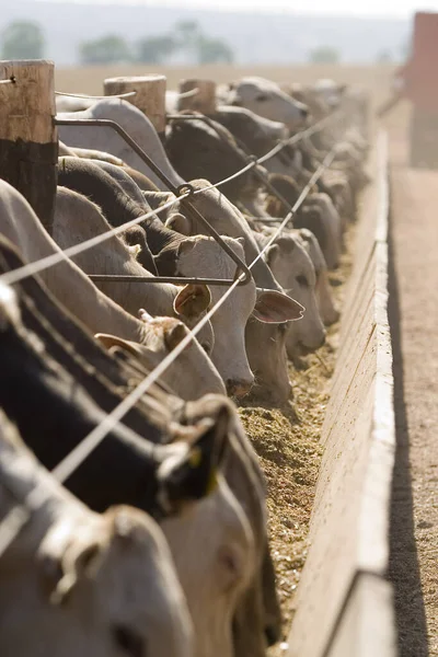 Rinderfütterung Auf Brasilianischen Farmen Intensive Viehhaltung — Stockfoto