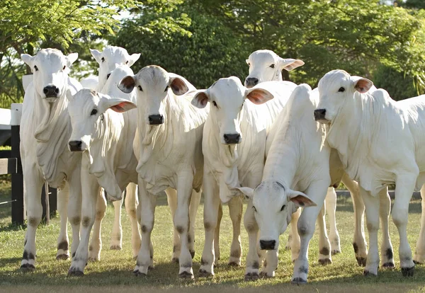 Hög Kvalitet Nellore Stutar Från Brasilianska Gårdar — Stockfoto