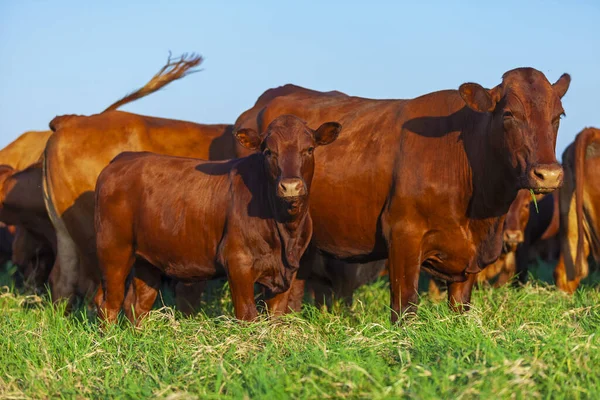 Herd Bonsmara Cows Calves — Stock Photo, Image