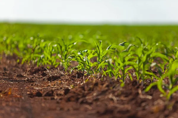 Fase Iniziale Piantagione Mais Agribusiness Brasiliano — Foto Stock