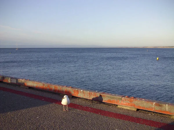 港でのカモメの日差し背景にスカイラインの海 — ストック写真