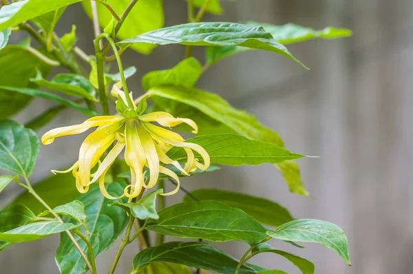 Ylang-ylang blomma på träd, för framställning av eterisk olja Stockbild