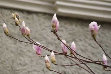  Manolya, bahar çiçek Yalta