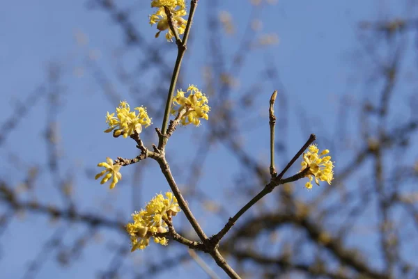 mavi gökyüzü arka plan üzerinde sarı çuha çiçeği