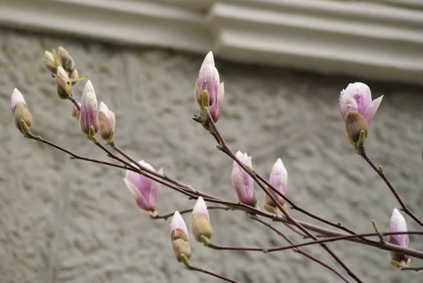  Manolya, bahar çiçek Yalta