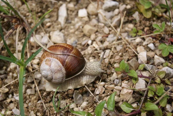 kayaların üzerinde sürünerek salyangoz