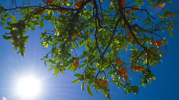 stock image orange on the sky