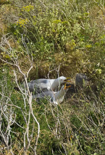 Dağ yuvasından görünümünü