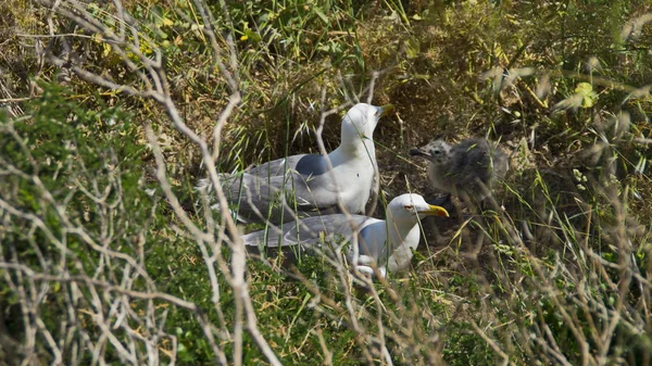 Dağ yuvasından görünümünü