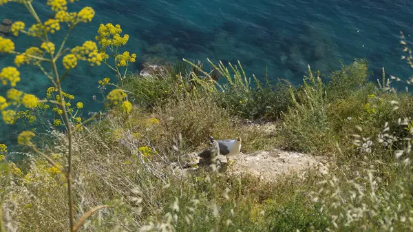 Dağ yuvasından görünümünü