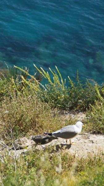 Dağ yuvasından görünümünü