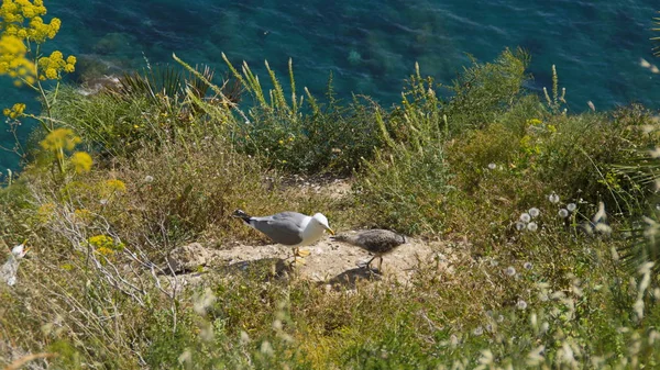Şehrin üzerinde martı