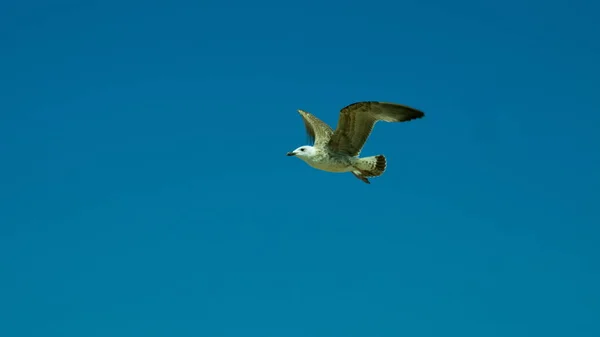 Mavi gökyüzüne doğru uçan martı