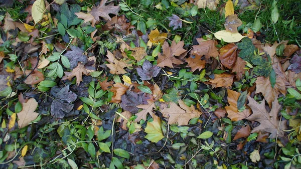 düşen sonbahar yaprakları