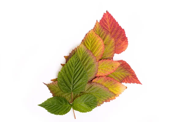 Foglie colorate in autunno. pendenza. isolare su sfondo bianco — Foto Stock