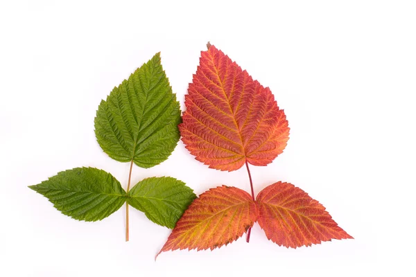 Bunte Blätter im Herbst. Gefälle. isolieren auf weißem Hintergrund — Stockfoto