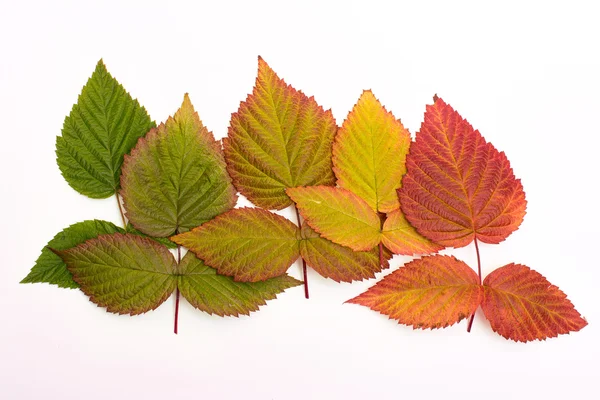 Folhas coloridas no outono. gradiente. isolado sobre fundo branco — Fotografia de Stock