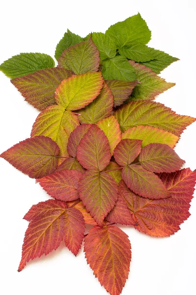 Bunte Blätter im Herbst. Gefälle. isolieren auf weißem Hintergrund — Stockfoto