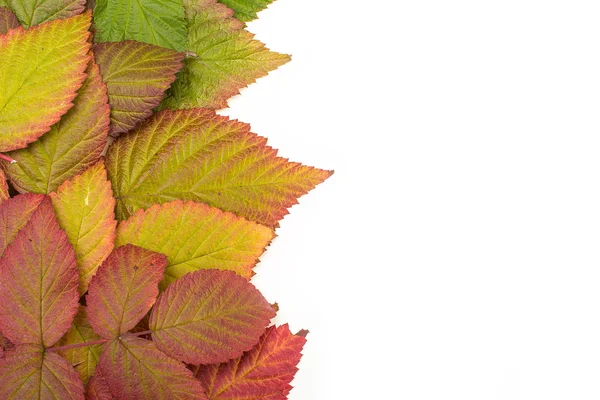 Bunte Blätter im Herbst. Gefälle. isolieren auf weißem Hintergrund — Stockfoto