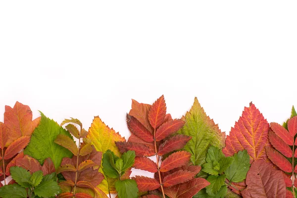 Folhas coloridas no outono. gradiente. isolado sobre fundo branco — Fotografia de Stock