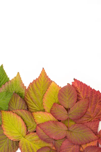 Colorful leaves in autumn. gradient. isolate on white background — Stock Photo, Image