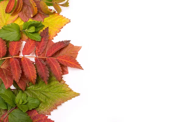 Folhas coloridas no outono. gradiente. isolado sobre fundo branco — Fotografia de Stock
