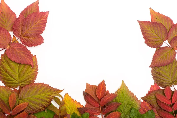 Bunte Blätter im Herbst. Gefälle. isolieren auf weißem Hintergrund — Stockfoto