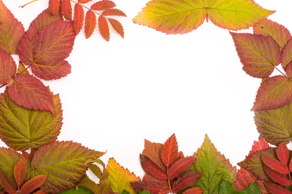 Renkli yaprakları sonbaharda. sınır. Beyaz arka plan üzerinde izole — Stok fotoğraf