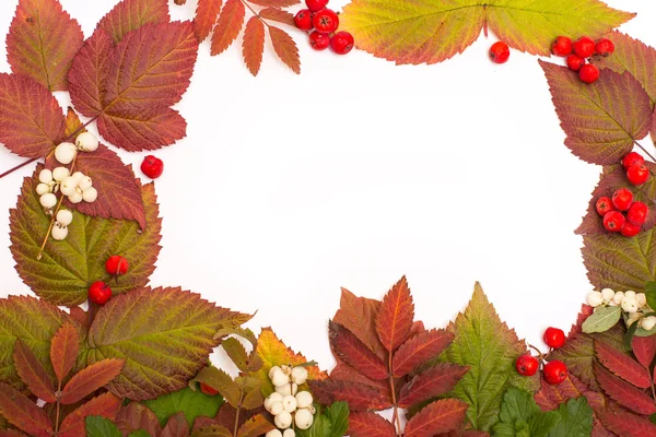 Foglie colorate in autunno. confine. isolare su sfondo bianco — Foto Stock
