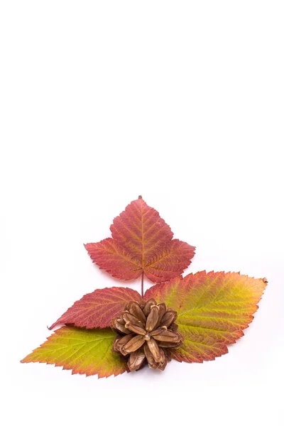 Bunte Blätter im Herbst. Gefälle. isolieren auf weißem Hintergrund — Stockfoto