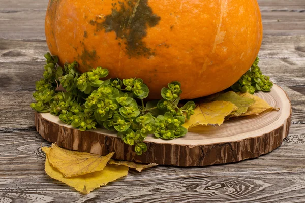 Kürbis beim Schneiden des Baumes und gelbe Blätter auf Holzgrund. Zusammensetzung zu Halloween — Stockfoto