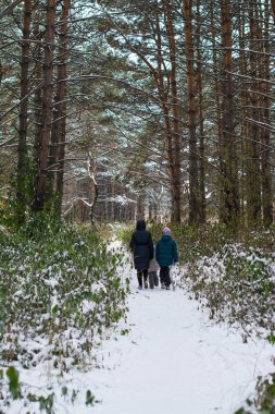 Aile kış çam ormanda yürür