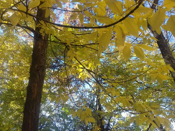 Otoño. Hojas amarillas en el cielo azul —  Fotos de Stock