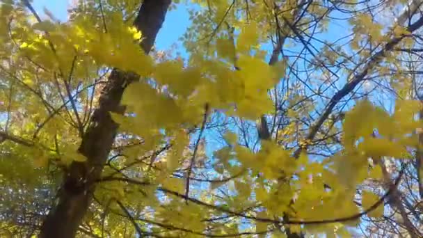Rüzgarda sallanan sarı yapraklar — Stok video