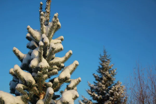 Yeşil Ladin Snowdrifts içinde giyinmiş.