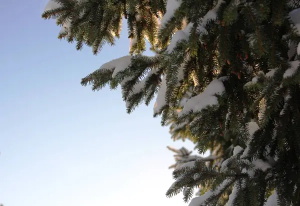 Yeşil Ladin Snowdrifts içinde giyinmiş.