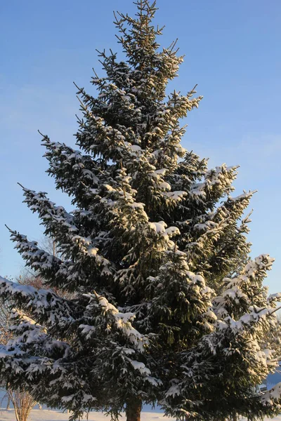 Yeşil Ladin Snowdrifts içinde giyinmiş.