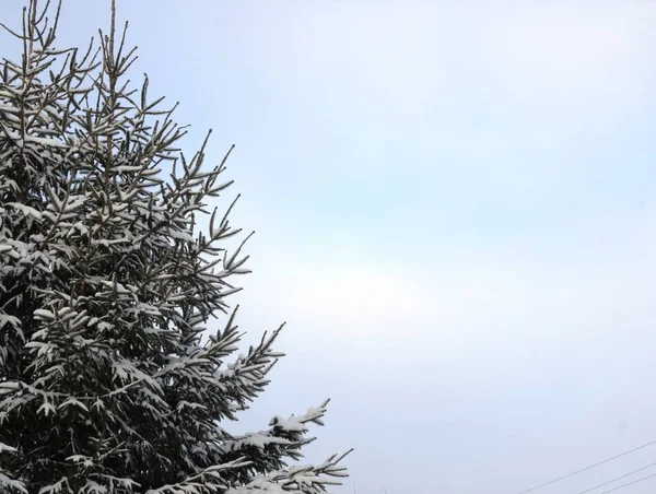 Yeşil Ladin Snowdrifts içinde giyinmiş.