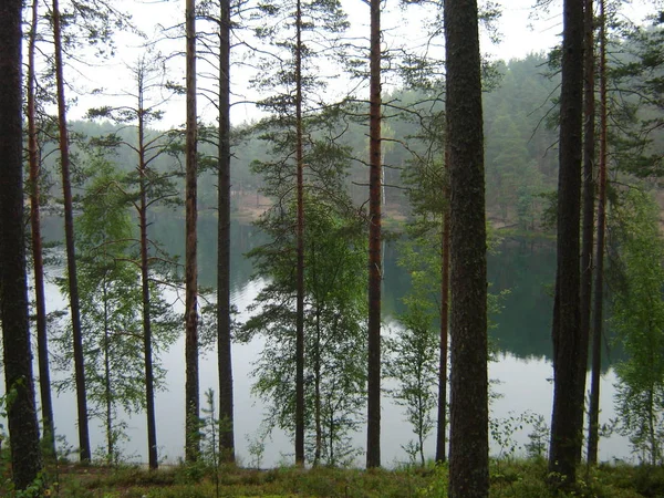 Lago del bosque rodeado de pinos altos — Foto de Stock