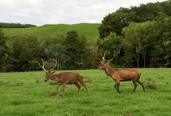 Kızıl geyik - Cervus elaphus - çayırda yürüyüş