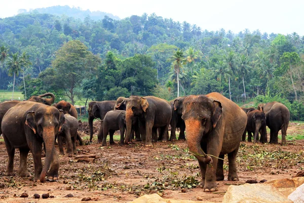 Большое стадо коричневых слонов на фоне джунглей — стоковое фото