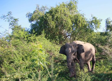 Büyük gri fil yeşil çalılar dışarı geliyor
