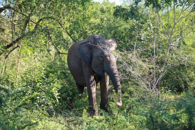 Büyük gri fil yeşil çalılar dışarı geliyor