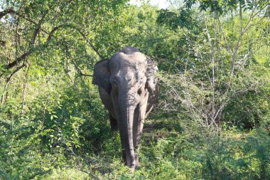 Büyük gri fil yeşil çalılar dışarı geliyor