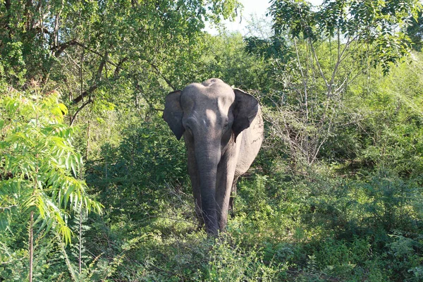 Büyük gri fil yeşil çalılar dışarı geliyor