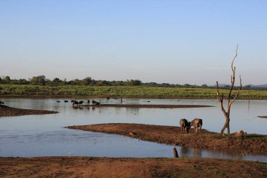 küçük vahşi buffalo suda istirahat sürüsü