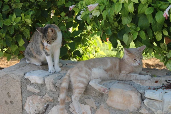Due gatti su un muro di pietra su uno sfondo di foglie e fiori verdi — Foto Stock