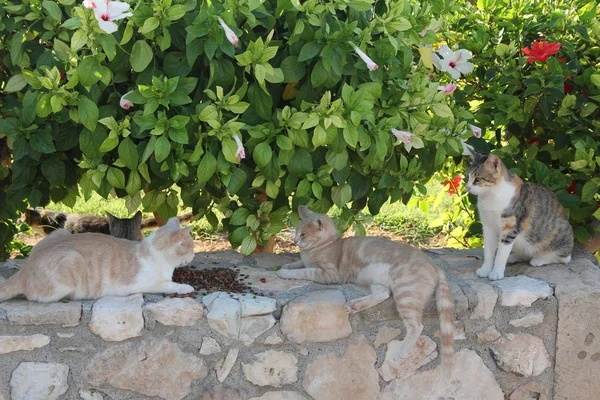 Tre gatti su un muro di pietra su uno sfondo di foglie e fiori verdi — Foto Stock