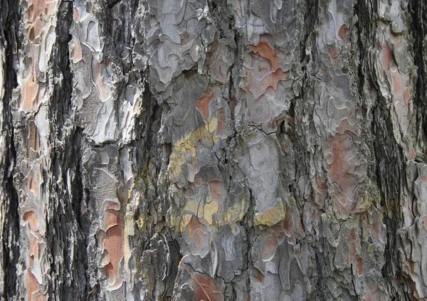 Brunt Texturerat Bark Mountain Pine — Stockfoto